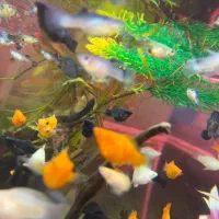 انواع ماهی گیاهخوار و لوازم پلمپ|ماهی|اهواز, پردیس|دیوار