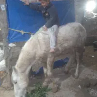 اسب نرینه|اسب و تجهیزات اسبسواری|تربتحیدریه, ترمینال|دیوار