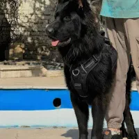 سگ ژرمن شپرد بلک نر جثه درشت تربیت شده فی ۵۰ م ت|سگ|تهران, تهرانسر شرقی|دیوار