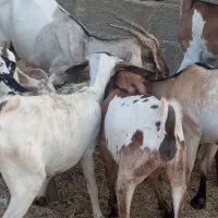 بز سومالی ابسن نزدیک در جم