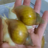 فروش حلزون ۱۲عدد جوجه فقط ۵۰۰هزار خاویار ۵تا هزار|خزنده|کرمانشاه, |دیوار