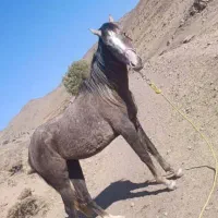 دو اسب  با خط و خونی بالا و شجره دار  فروشی|اسب و تجهیزات اسب‌سواری|نظرآباد, نظرآباد|دیوار