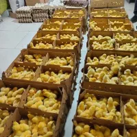 جوجه گوشتی راس۳۰۸ و محلی گلپایگانی