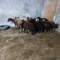 فروش بره گوسفند|حیوانات مزرعه|بندر گز, |دیوار