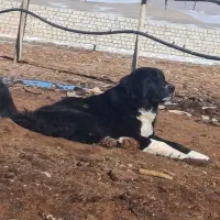 توله لاس ۷ماهه فوق درشت