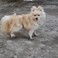 توله سگ نر دوساله|سگ|اردبیل, |دیوار