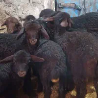 میش  بره|حیوانات مزرعه|سرولایت, |دیوار