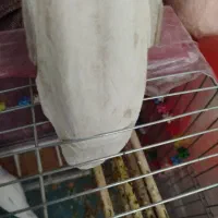 مرغ عشق سه عدد باتمام لوازم