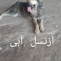 ماده عراقی از نسل آبی