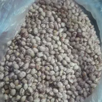 لوبیا|عمده‌فروشی|فندقلو, |دیوار