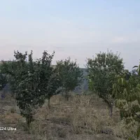 یک قطعه باغ به متراژ ۱۳۲۰ متر با سند تک برگ|فروش زمین و ملک کلنگی|شیراز, شاه قلی بیگی|دیوار