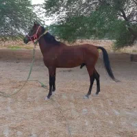 اسب نر  اصل عرب