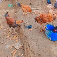 جوجه شوروی|حیوانات مزرعه|نیمروز, |دیوار