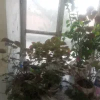 گل آپارتمانی