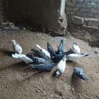 کفتر پرشی