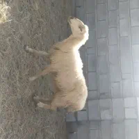 میش|حیوانات مزرعه|میناب, |دیوار