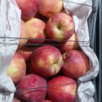 فروش سیب درختی عمده در سراوان زیر قیمت تره بار
