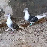 کبوتر ساده|پرنده|کاشمر, |دیوار