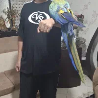 ارا ماکایو هارلی کویین