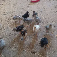 جوجه گیلن