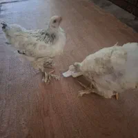 یه جفت مرغ و خروس 4ماهه نژاد برهما