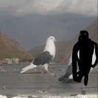کفتر کبوتر تهرانی ۳تا