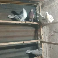کفتر