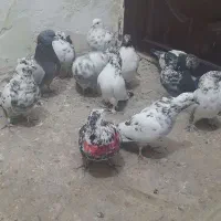 کبوتر پرشی سوسی|پرنده|میانه, |دیوار