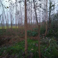 زمین-باغی-وکشاورزی-10170-متر-در-جاده-خشکبیجار