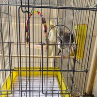 عروس هلندی سخنگو نر و ماده با قفس