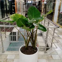 گل بابا آدم با گلدان