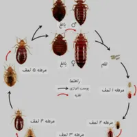 سمپاشی چیچک|خدمات نظافت|اسلام‌شهر, |دیوار
