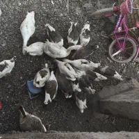 قاز و قوغاز