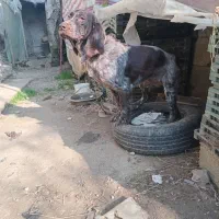 واگذاری توله شکاری نر