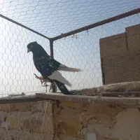 کبوتر سینه سیاه پولکی|پرنده|رشتخوار, |دیوار