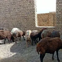 میش جوان