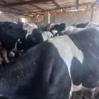 گوساله چاق هلشتاین