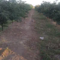 باغ الو با درختان ۵ساله به مساحت ۱۲۰۰ متر بفروش|فروش زمین و ملک کلنگی|نیشابور, فضل|دیوار