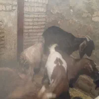 4 راس بز با 4 تا بزغاله درجه یک مخصوص داشت