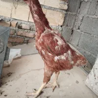 لاری