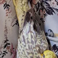 عروس هلندی|حیوانات|سلمانشهر, |دیوار