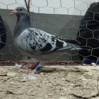 کبوتر دوبر جوجه پلاکی 2026