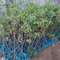 نهال وارداتی پسته|خدمات باغبانی و درختکاری|خوی, |دیوار