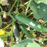 خیار|خوردنی و آشامیدنی|نقده, |دیوار