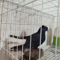 نر دم سفید|پرنده|سوسنگرد, |دیوار