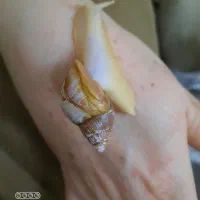 حلزون کلاژن ساز