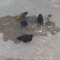 فروش جوجه محلی