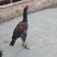خروس لاری