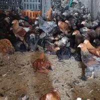جوجه خروس گلین|حیوانات مزرعه|مرودشت, فاز دوم شهرک فرهنگیان|دیوار