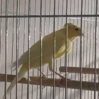 قناری نرتیر باهیکل درشت کاکلی